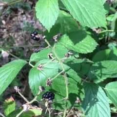 Allegheny blackberry