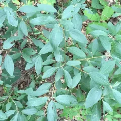 inland ceanothus thumbnail 1