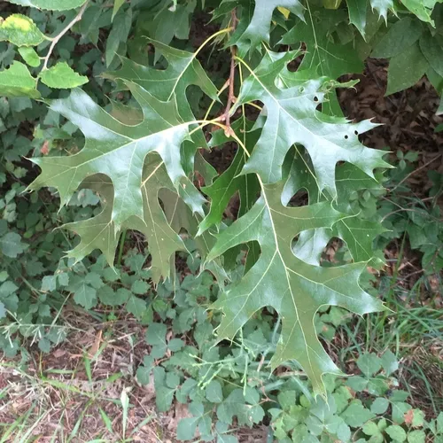 black oak