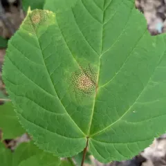 Speckled Tar Spot thumbnail 2