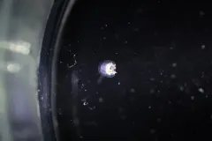 Geomackiea zephyrolata thumbnail 4