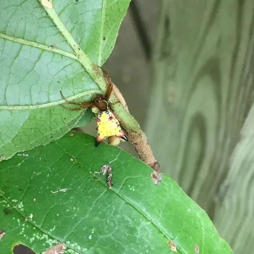 Arrow-shaped Orbweaver