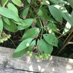 silky dogwood thumbnail 1