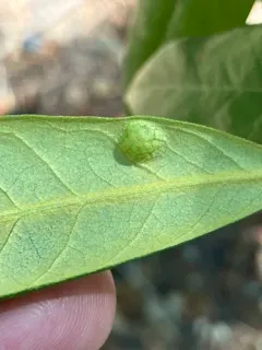 Dryocosmus juliae thumbnail 2