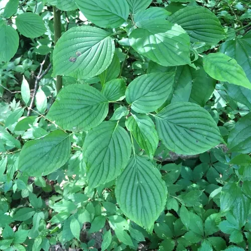 alternate-leaved dogwood