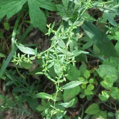 calico aster thumbnail 1