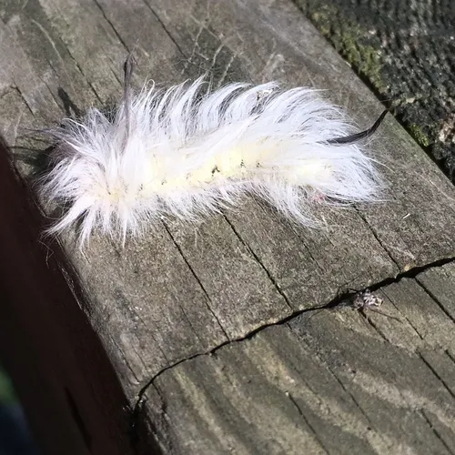 Spotted Apatelodes Moth