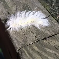Spotted Apatelodes Moth thumbnail 1