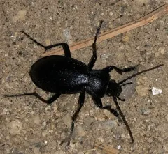 Gravel Ground Beetle thumbnail 3