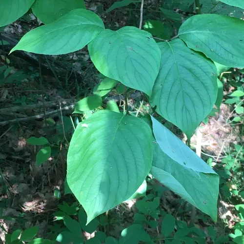 Round-leaved Dogwood