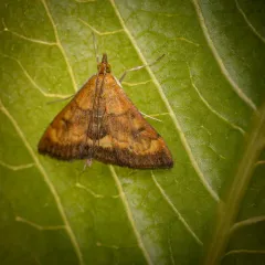 California Pyrausta Moth thumbnail 4