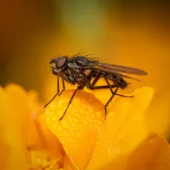 Cabbage Root Fly thumbnail 2