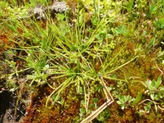 Columbia Quillwort thumbnail 2