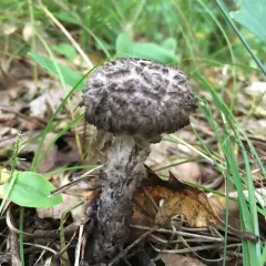 Old-man-of-the-woods thumbnail 2