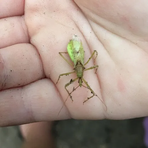 Pale Green Assassin Bug