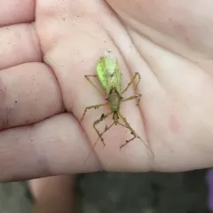 Pale Green Assassin Bug thumbnail 1