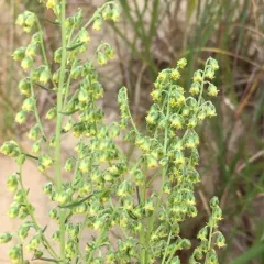 Field Sagewort thumbnail 2