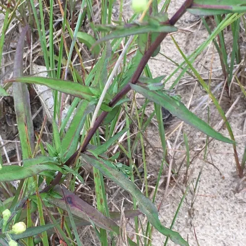smooth blue aster