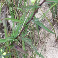 smooth blue aster thumbnail 1