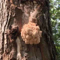 Bear's Head Tooth thumbnail 2