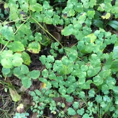 early meadow-rue thumbnail 1