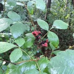 fragrant sumac thumbnail 2