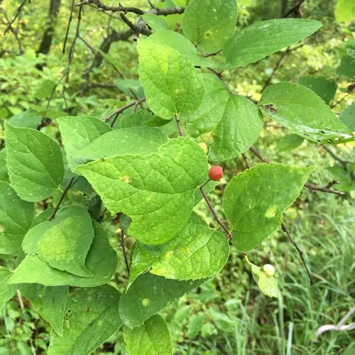 Dwarf Hackberry