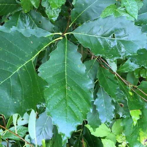 chinkapin oak