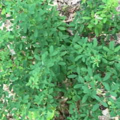 violet bush clover thumbnail 1