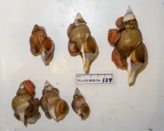 bluish whelk thumbnail 2