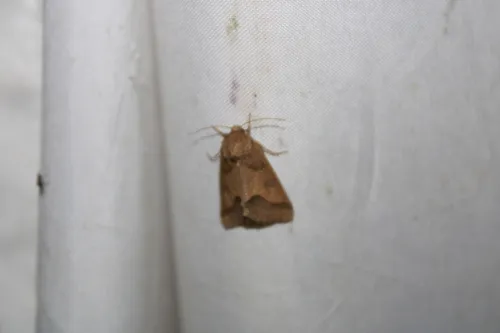 Slender Flower Moth