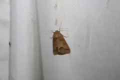 Slender Flower Moth thumbnail 1