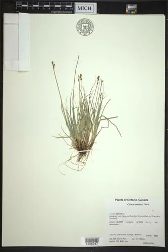 Sea Sedge
