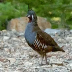 Mountain Quail thumbnail 4