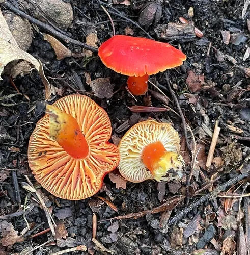 Crimson Waxcap