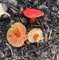 Crimson Waxcap thumbnail 1