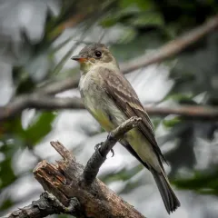 Eastern Wood-Pewee thumbnail 2