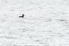 Common Scoter thumbnail 2