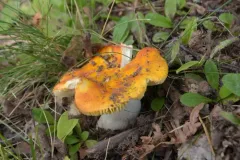 Russula lutea thumbnail 3