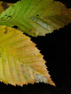 Ectoedemia quadrinotata thumbnail 3