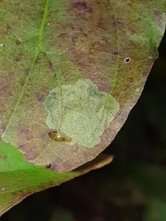 Coleophora cornivorella thumbnail 2