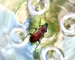 Poecilus chalcites thumbnail 3