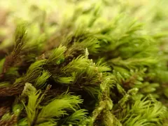 Racomitrium varium thumbnail 3