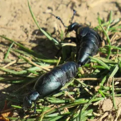 Meloe campanicollis thumbnail 4