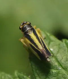 Evacanthus interruptus thumbnail 3