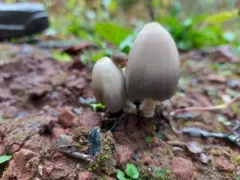 Humpback Inkcap thumbnail 4