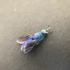 Chrysis angolensis thumbnail 2