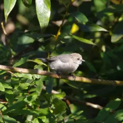 Bushtit thumbnail 2