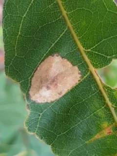 Phyllonorycter aeriferella thumbnail 3