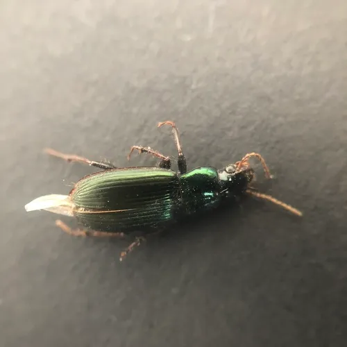 Metallic Harpalus